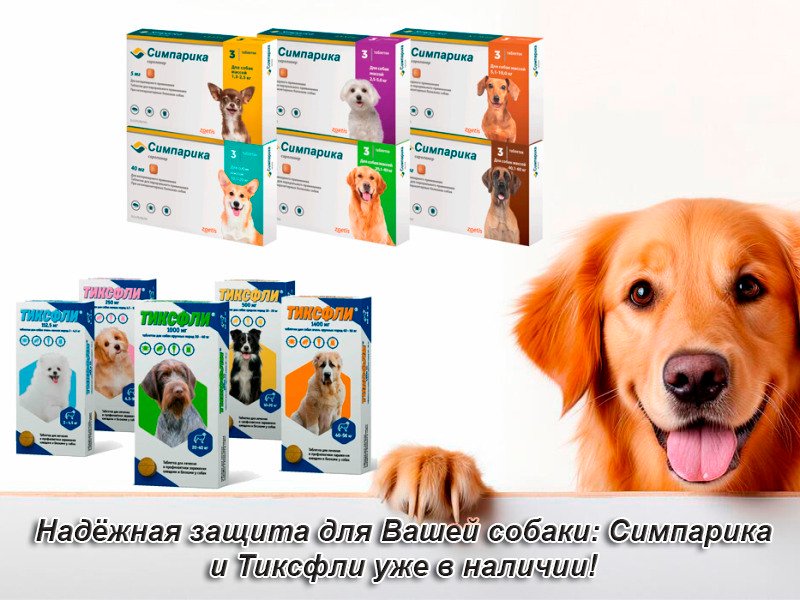 happy-dog-isolated-background-with-copy-space-generative-ai-photo (1) (1).jpg