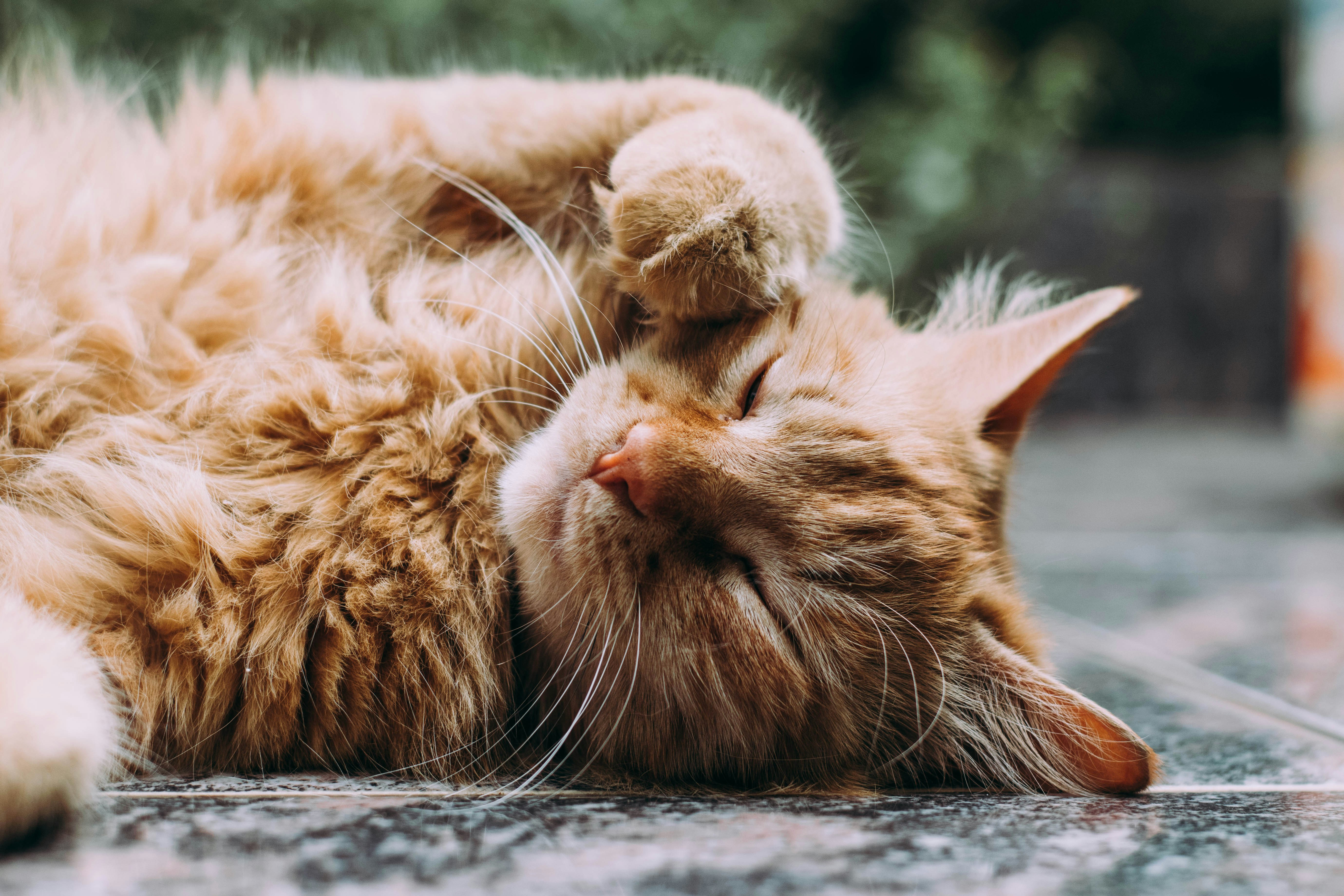 Ушной клещ у кошек.jpg