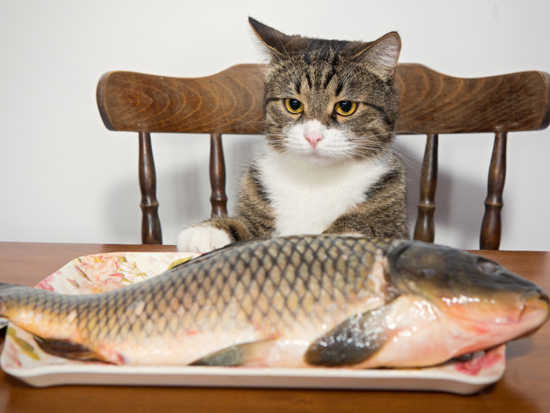кошак с р.png кошак с р.png