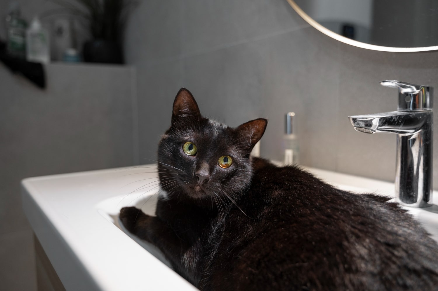Почему коты пьют воду из под крана
