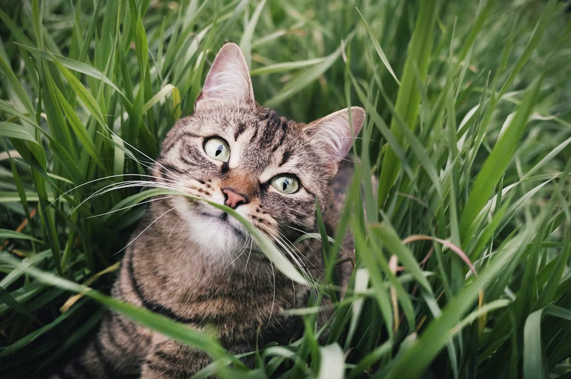 Какую клетчатку давать кошке