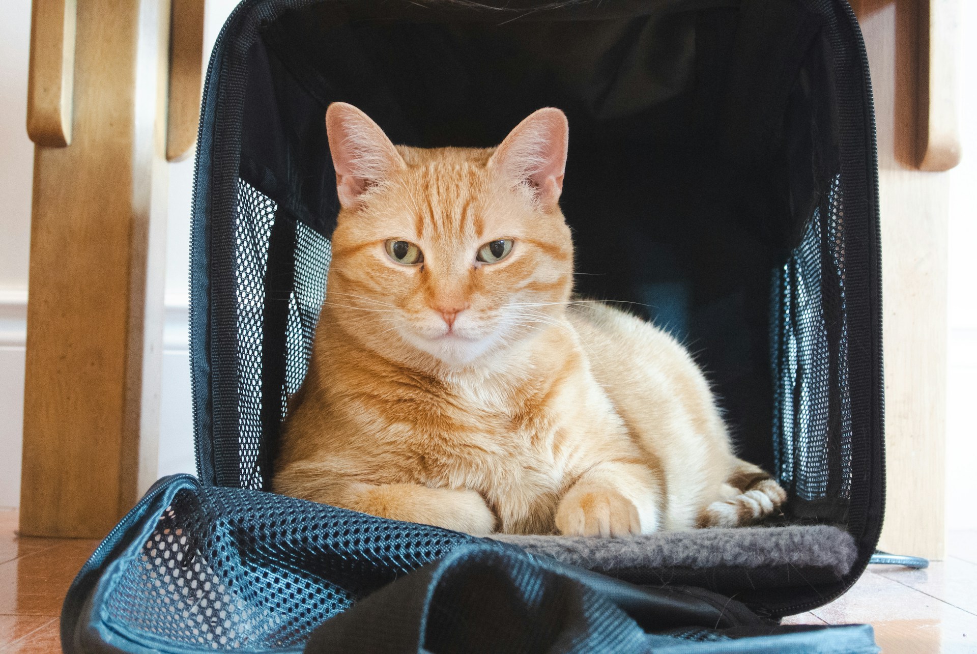 Как перевозить домашних животных