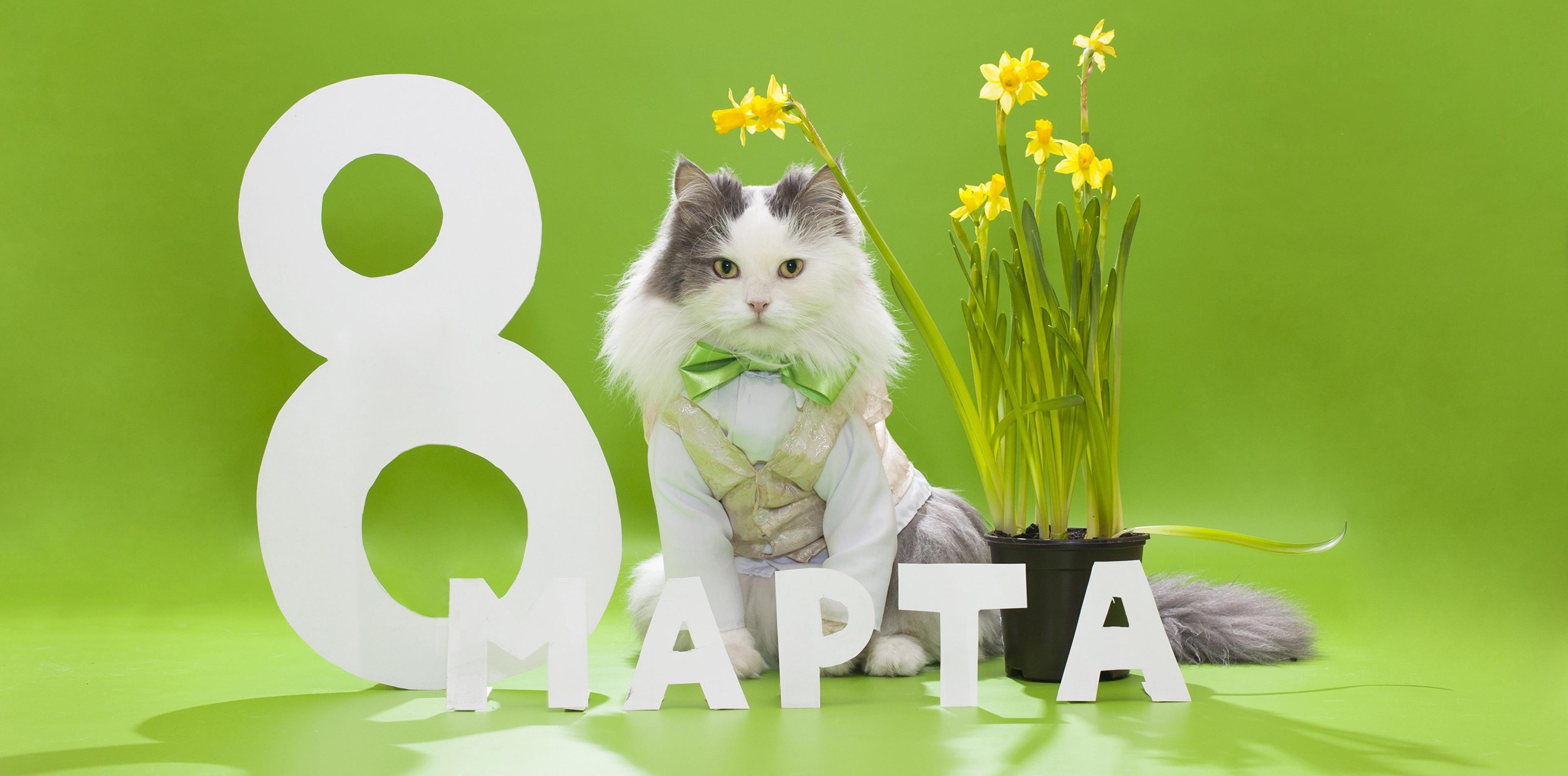 women-s-day-cat-with-daffodil-flowers-wallpaper-3840x2400_9.jpg