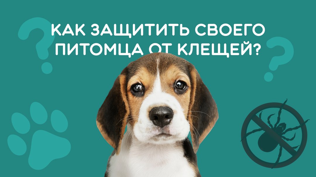 Защита животных от клеща.jpg