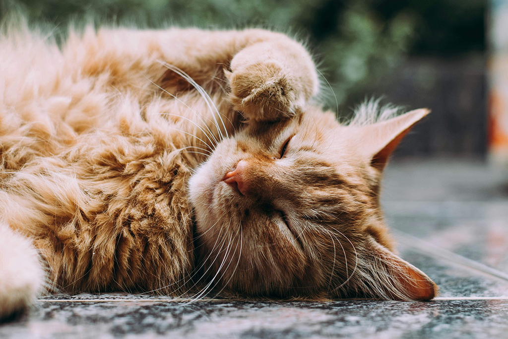 Ушной клещ у кошек