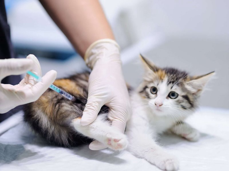 Прививки котам