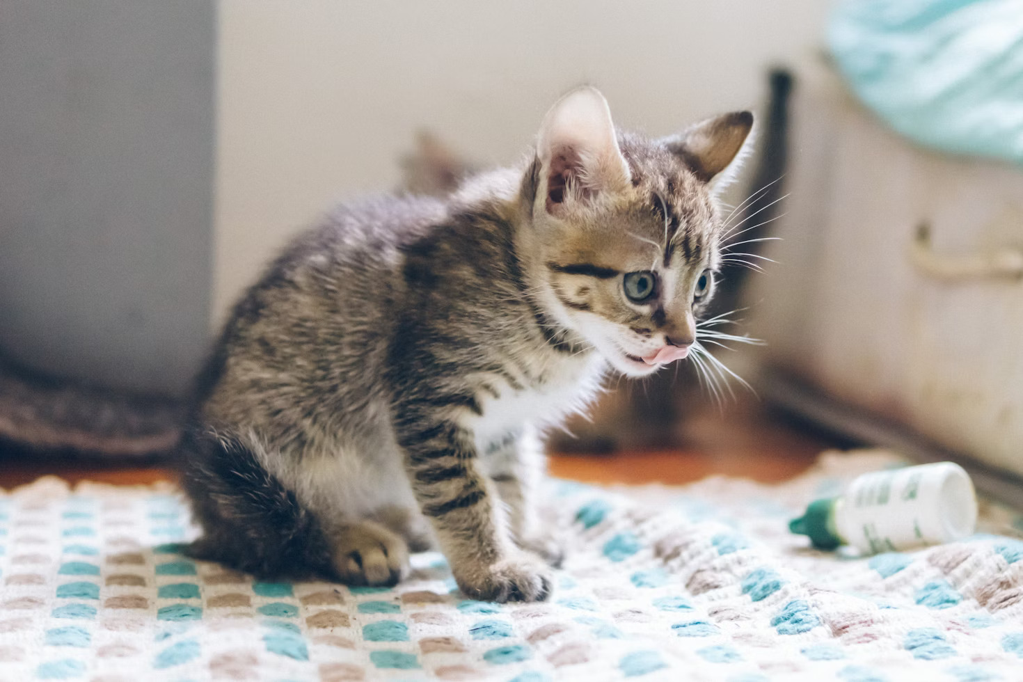 Слюни у котят изо рта