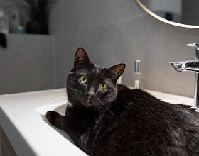Почему кот пьет воду из крана: стоит ли отучать Почему кот пьет воду из крана: стоит ли отучать
