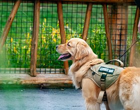 Чем кормить служебных собак