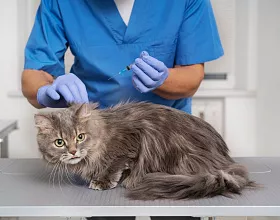 Как поставить укол коту в холку