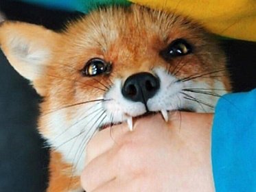 БЕШЕНСТВО В СОВЕТСКОМ РАЙОНЕ