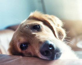 Почему собака кусает себя и чешется Почему собака кусает себя и чешется
