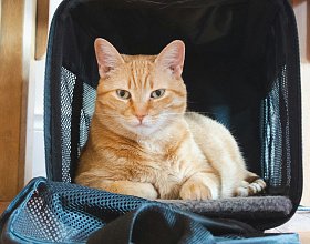 Как путешествовать с домашним животным: правила перевозки