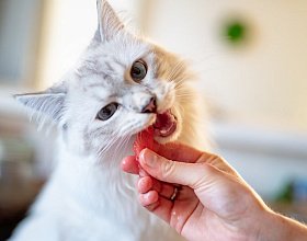 Влияние корма на шерсть и кожу: что нужно знать владельцам кошек