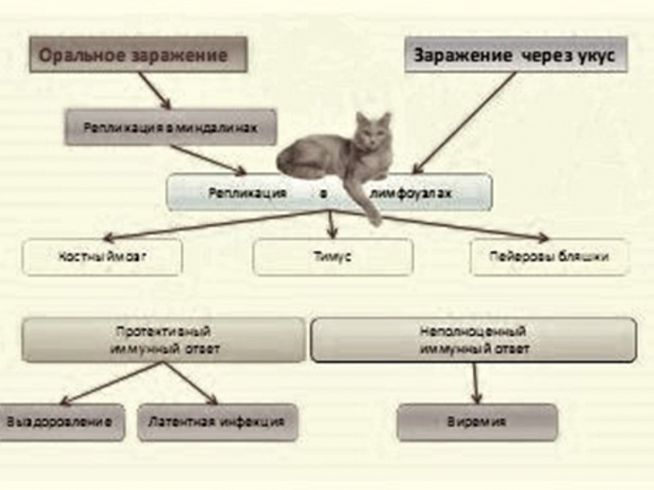 Лимфома у собак и кошек диагностика и лечение ветцентр Воронцова