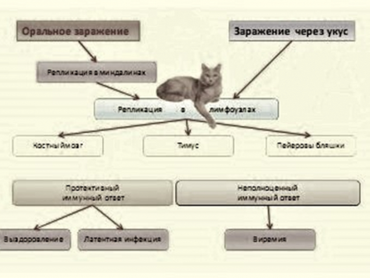 Схемы лечения кошек