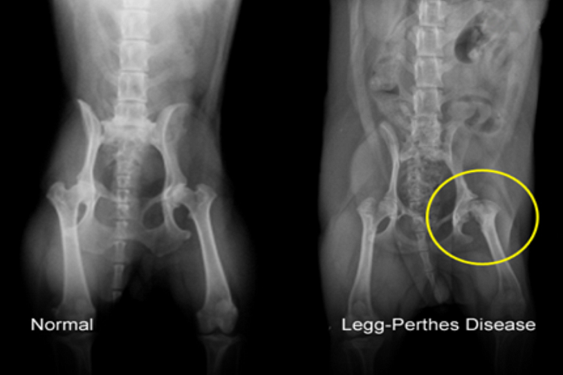 Пертеса у собак фото