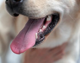 Зубной камень у собак: симптомы, причины и профилактика