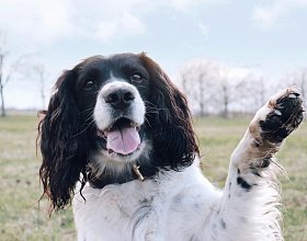 Как научить собаку простым командам?