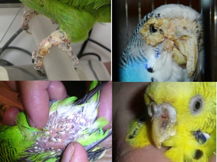 Лечим Кнемидокоптоз | попугаи