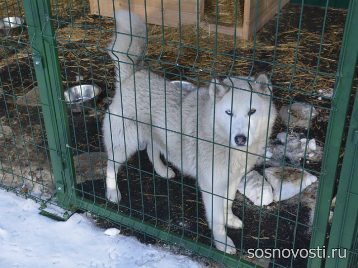 Приют большой. Собачий приют остров надежды Челябинск. Приют для собак. Собачий приют. Щенки в Челябинске приют.