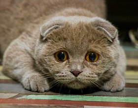 Почему у кошки слезятся глаза и что делать