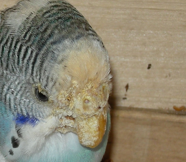 Как лечить кнемидокоптоз у кур и других птиц в домашних условиях | Птичий рынок | Дзен