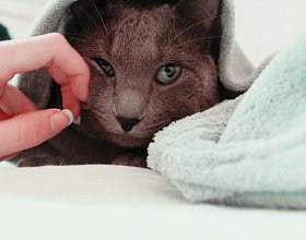 Распространенные легочные заболевания у кошек