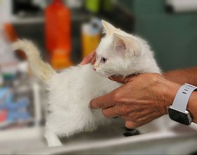 Какие прививки нужны домашней кошке