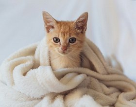 Как правильно помыть кошку без стресса для животного?