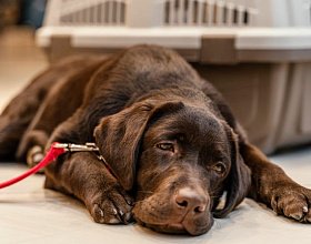УЗИ собак в ветеринарной клинике