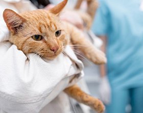 Мочекаменная болезнь у кошек: симптомы, лечение и профилактика Мочекаменная болезнь у кошек: симптомы, лечение и профилактика