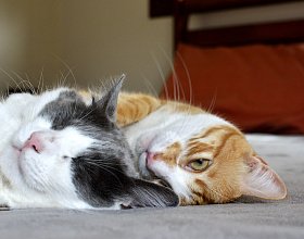 Как подружить двух кошек в одной квартире? Как подружить двух кошек в одной квартире?