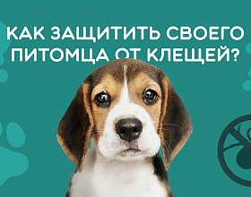 Как защитить своего питомца от клещей