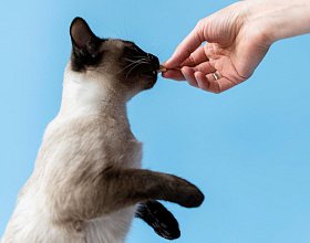 Как дать кошке таблетку Как дать кошке таблетку