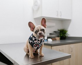 Когда назначается риноскопия для собак