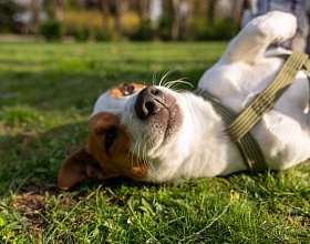 Как защитить собаку от пироплазмоза: важные советы по профилактике клещей