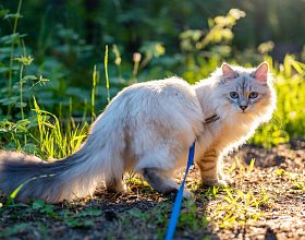 Можно ли выводить кошку гулять на шлейке и как это делать правильно?