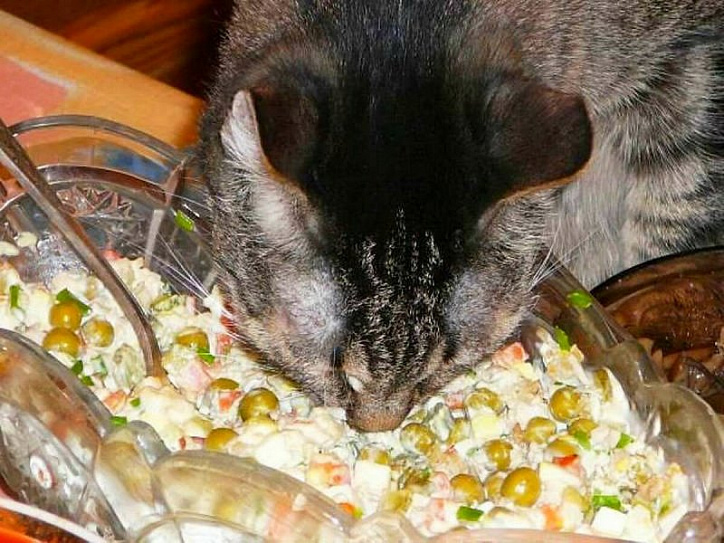 Что коты едят