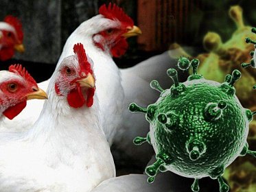 Внимание – Птичий грипп