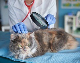 Лишай у кошек и котов – симптомы и лечение