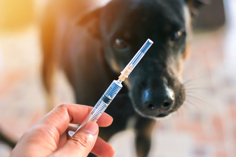 Бесплатная прививка от бешенства собаке челябинск thumbnail