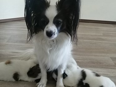 Планирование потомства у собак.  Как правильно определить дату вязки?