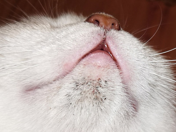 Лечение язвы на губе у кошки
