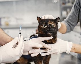 Зачем нужна вакцинация кошек