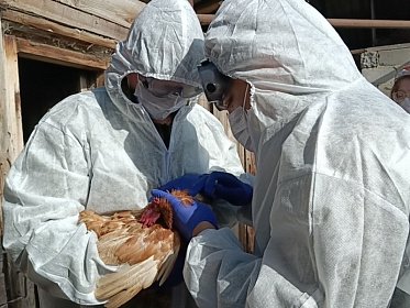 ОГБУ «Челябинская ветстанция» провела учения по ликвидации высокопатогенного гриппа птиц
