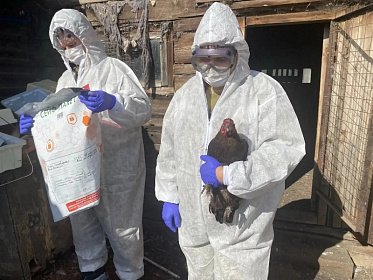 Учения по ликвидации высокопатогенного гриппа птиц прошли в Челябинске
