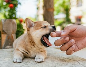Как отучить щенка кусаться