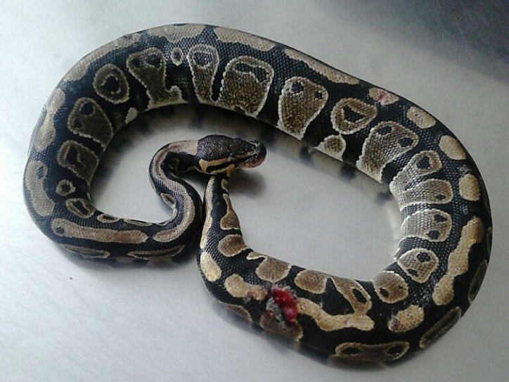 Какая симметрия у змеи