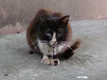 Бешенство в Курчатовском Районе